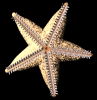 starfisherman77's Avatar